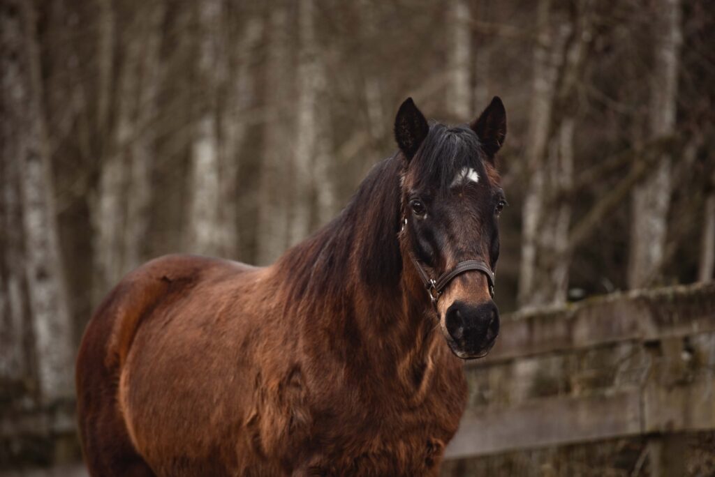 hopper standardbred gelding