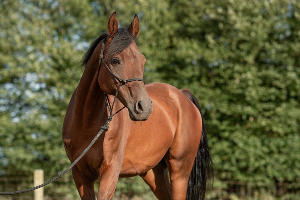 Khalil arab gelding