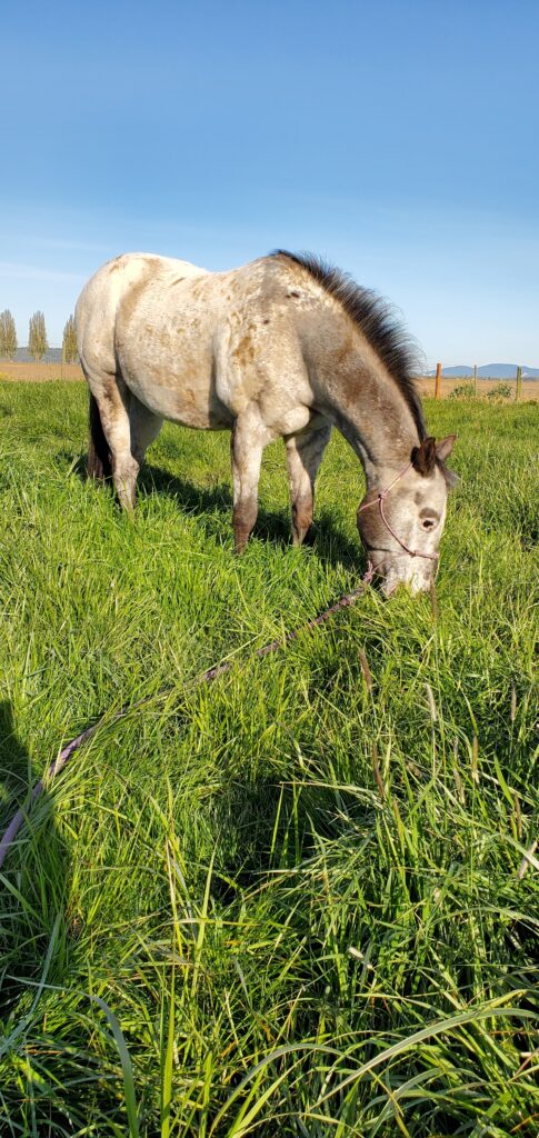 Smudge is a vision-impaired appaloosa gelding