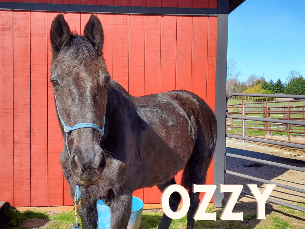 ozzy a rescued 22 year old standardbred gelding