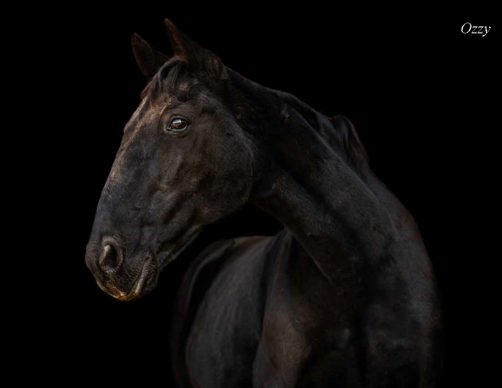 Ozzy the standardbred gelding skagit animals in need SAIN