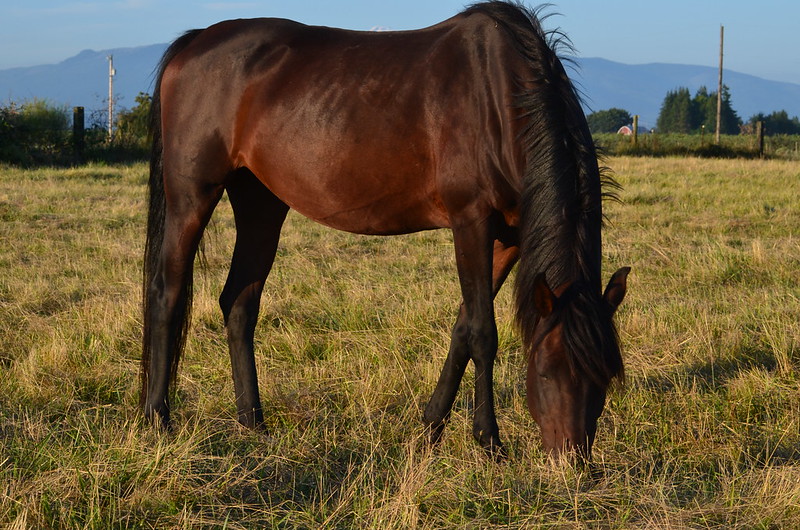 Daphne quarter horse