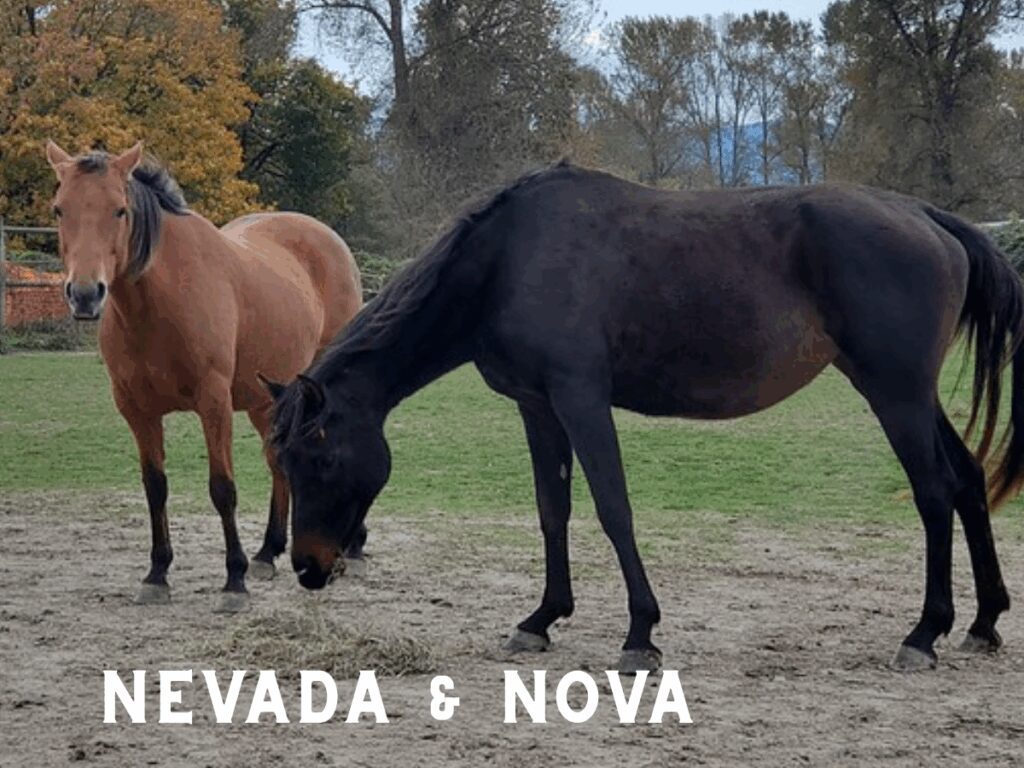 Nova an Arab mare and Nevada a Mustang_Skagit Animals in Need